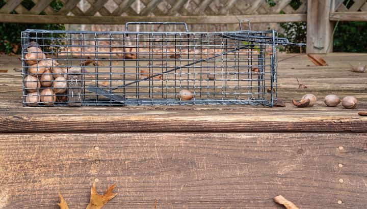 Professional-Wildlife-Control in Biloxi