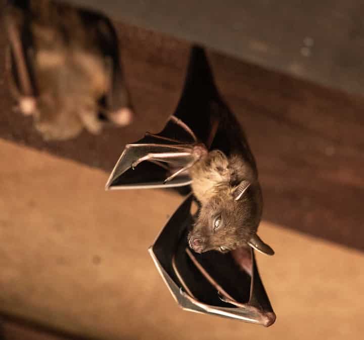 Wildlife-Bats in Biloxi